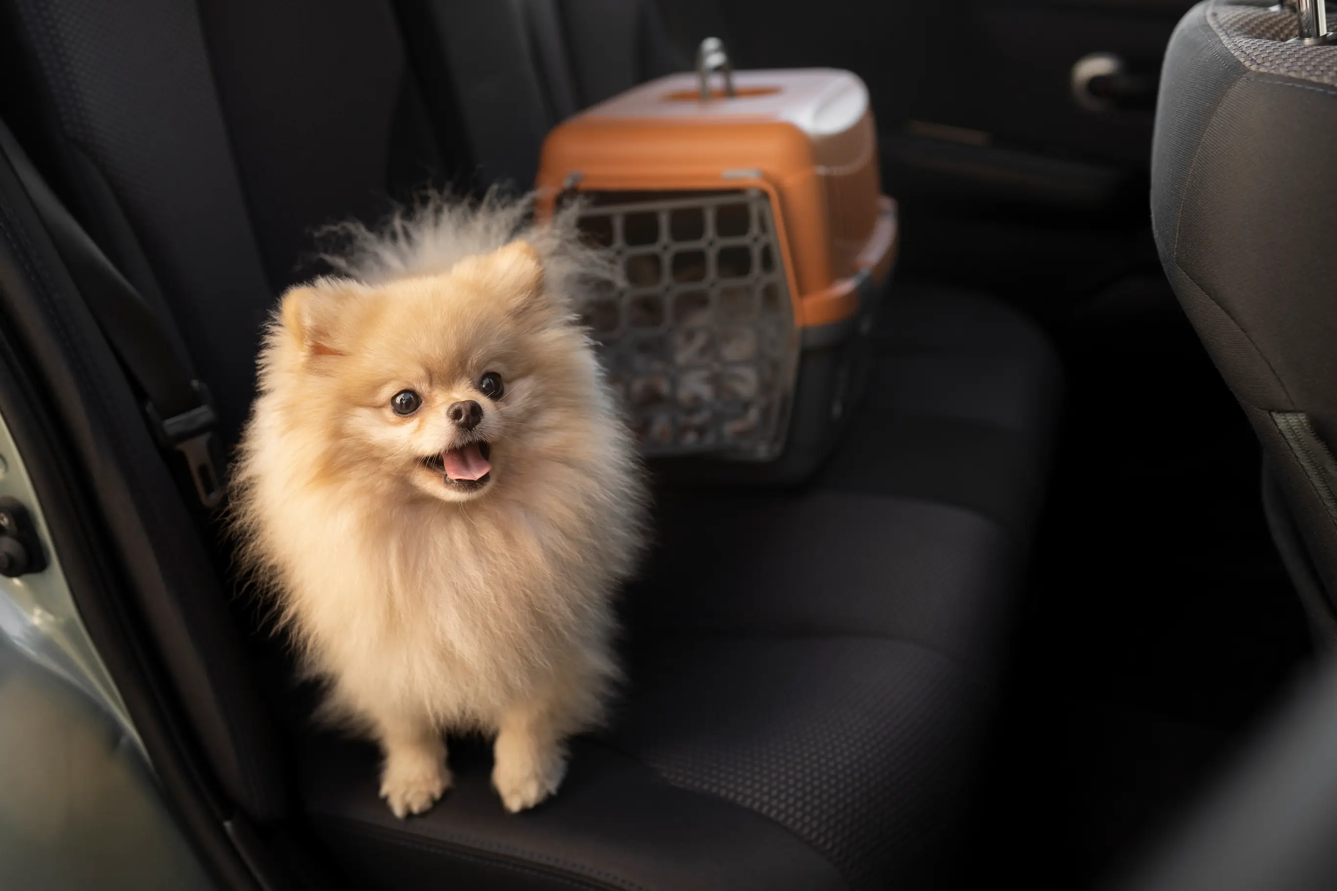 Acton Pet Taxis